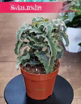 Kalanchoe Maltese Cross do kupienie w sklepie internetowym online wraz z dostawą, Kalansza Krzyż Maltański