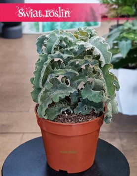 Kalanchoe Maltese Cross kup w krakowie lub z dostawą ze sklepu online, Kalansza Krzyż Maltański