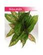 Aglonema Ruby, Aglaonema Ruby, Aglonema 1