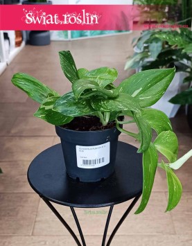 Scindapsus Rubicon do kupienia w sklepie w Krakowie