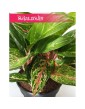 Aglonema Ruby, Aglaonema Ruby, Aglonema 2