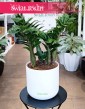 Zamioculcas Zenzi, Zamiokulkas Zenzi