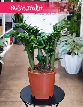 Zamiokulkas Zenzi, Zamioculcas Zenzi