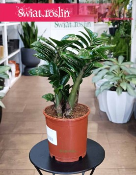 Zamioculcas Zenzi do kupienia w sklepie internetowym online z dostawą, Zamiokulkas Zenzi