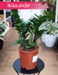 Zamioculcas Zenzi, Zamiokulkas Zenzi sklep internetowy z dostawą Świat Roślin Kraków kup roślinę