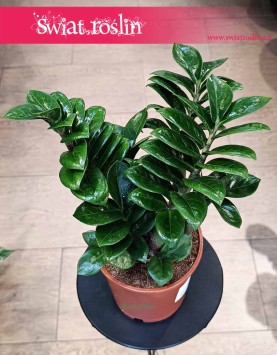 Zamioculcas Zenzi, Zamiokulkas Zenzi oczyszczający powietrze łatwy w uprawie do kupienia z dostawą