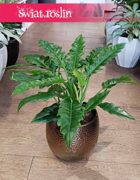 Philodendron Narrow, Filodendron Narrow