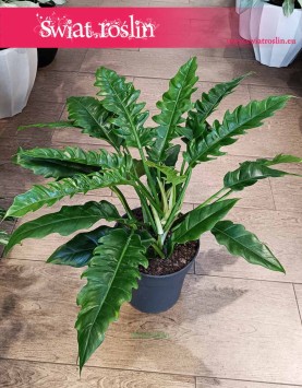 Philodendron Narrow, Filodendron Narrow, Filodendron Wąski Tygrysi Ząb, Philodendron Narrow Tiger Tooth