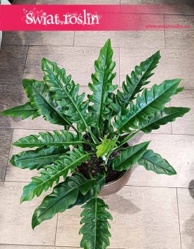 Filodendron Narrow wspaniałą roślina doniczkowa oczyszczająca powietrze do biura do mieszkania, Philodendron Narrow