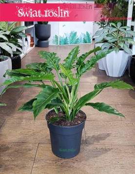 oczyszczający powietrze Filodendron Narrow do kupienia w Krakowie w sklepie internetowym online, Philodendron Narrow