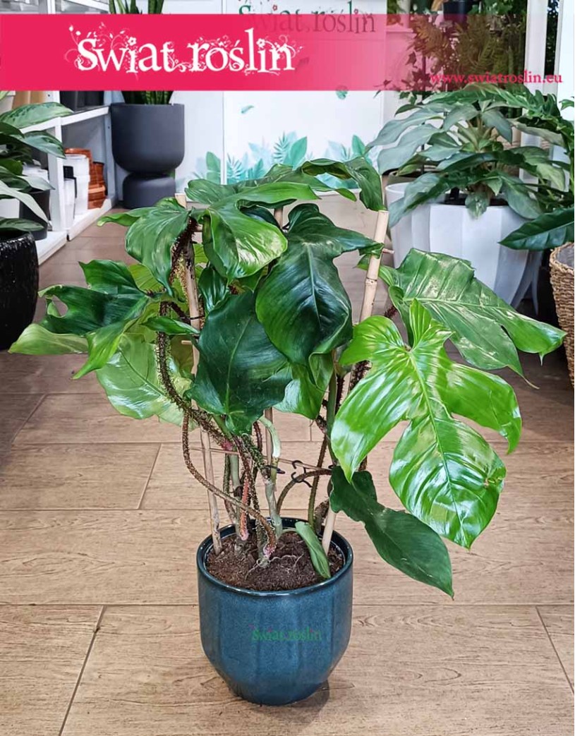 Filodendron Squamiferum, Philodendron Squamiferum sklep z roślinami