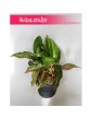 Aglonema Ruby, Aglaonema Ruby, Aglonema 3