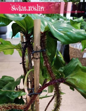 Filodendron Squamiferum, Philodendron Squamiferum rośliny sklep internetowy online