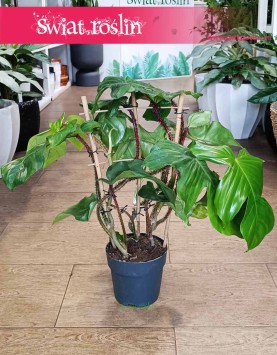 Filodendron Squamiferum, Philodendron Squamiferum sklep online internetowy i stacjonarny z dostawą