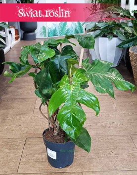 Filodendron Squamiferum sklep internetowy oczyszczający powietrze z dostawą ze sklepu, Philodendron Squamiferum