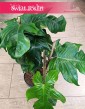 Philodendron Squamiferum, Filodendron Squamiferum, najlepsza roślina na prezent z dostawa