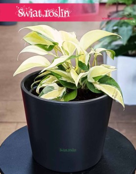 Filodendron Scandens Rio, Philodendron Scandens Rio