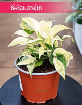 Filodendron Scandens Rio do kupienia w sklepie internetowym online z wysyłką, Philodendron Scandens Rio