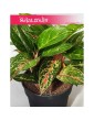 Aglonema Ruby, Aglaonema Ruby, Aglonema 4