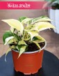 Filodendron Scandens Rio, Philodendron Scandens Rio kup w Krakowie lub online z dostawą
