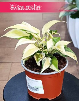 Filodendron Scandens Rio, Philodendron Scandens Rio dla kolekcjonerów do kupienia online z dostawą