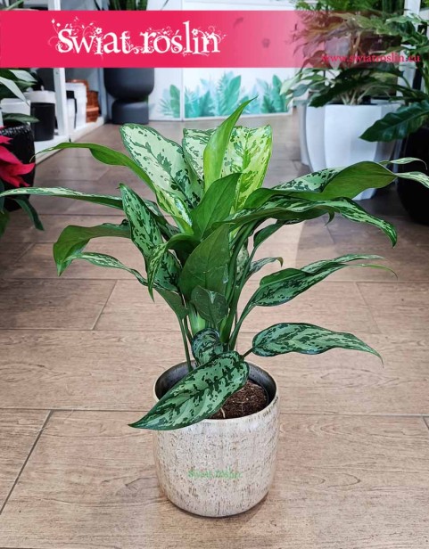 Aglaonema Romeo, Aglonema Romeo
