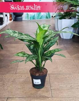 Aglaonema Romeo do kupienia w sklepie internetowym online z dostawą, Aglonema Romeo