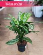Aglaonema Romeo, Aglonema Romeo kup w Krakowie lub internetowo online z dostawą
