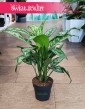 Aglaonema Romeo sklep z roślinami doniczkowymi z dostawą , Aglonema Romeo
