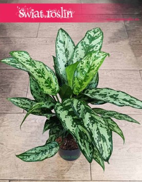 Aglaonema Romeo, Aglonema Romeo roślina do biura do firmy do mieszkania z dostawą ze sklepu online