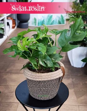 Monstera Minima, Rhaphidophora Tetrasperma