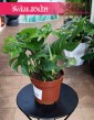 Monstera Minima do kupienia w slepie internetowo online z dostawą, Rhaphidophora Tetrasperma, Monstera Piccolo