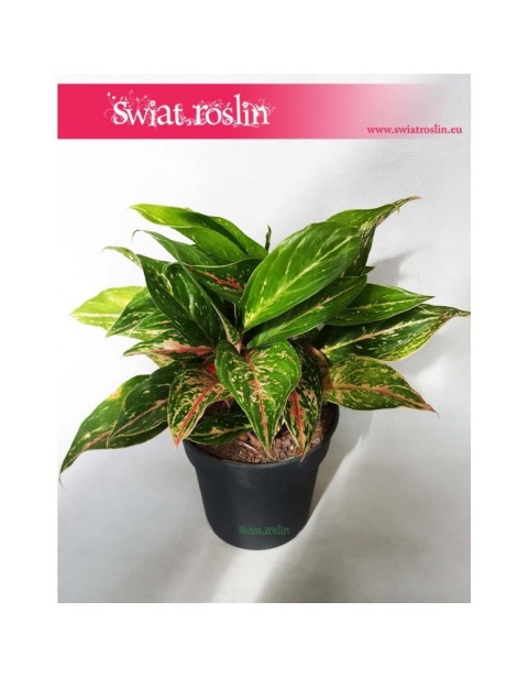 Aglonema Ruby, Aglaonema Ruby, Aglonema 5