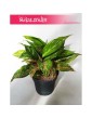 Aglonema Ruby, Aglaonema Ruby, Aglonema 5