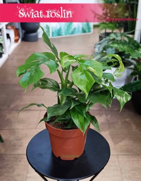 Monstera Minima, Rhaphidophora Tetrasperma,  Monstera Miniaturowa kup w Krakowie lub online z dostawą