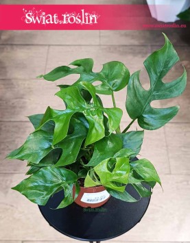 Monstera Minima, Rhaphidophora Tetrasperma, Filodendron minima do kupienia online internetowo z dostawą
