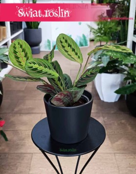 Maranta Fascinator Tricolor, Maranta Leuconeura Fascinator Tricolor