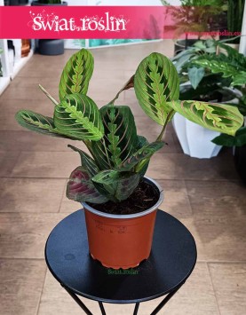 Maranta Fascinator Tricolor bezpieczna dla zwierząt i dzieci kup z dostawą online, Maranta Leuconeura Fascinator Tricolor