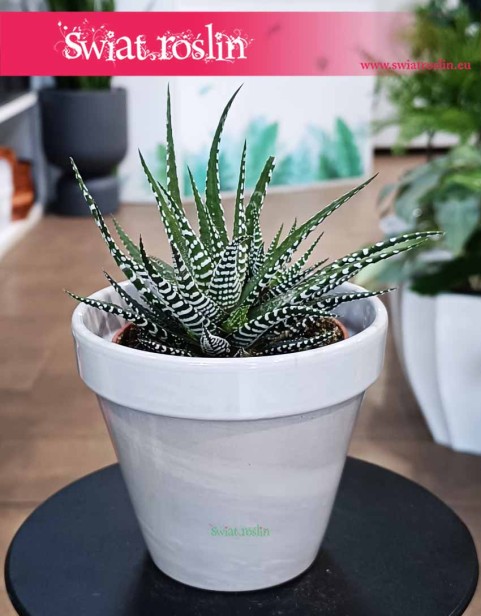 Haworthia Fasciata Big Band, Haworcja Pasiasta Big Band, Haworsja Pasiasta Big Band