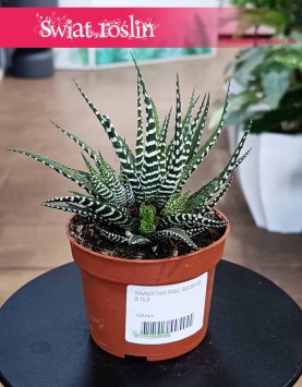 Haworthia Fasciata Big Band, Haworcja Pasiasta Big Band do kupienia w Krakowie lub w sklepie internetowym online z dostawą