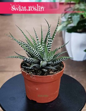 Haworthia Fasciata Big Band, Haworsja Pasiasta Big Band do kupienia w Krakowie lub w sklepie internetowym online z dostawą