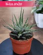 Haworthia Fasciata Big Band bezpieczna dla zwierząt kup w sklepie Świat Roślin, Haworcja Pasiasta Big Band