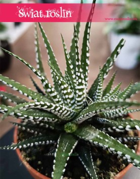 najlepsza cena Haworthia Fasciata Big Band z dostawą online ze sklepu internetowego, Haworsja Pasiasta Big Band