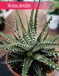 najlepsza cena Haworthia Fasciata Big Band z dostawą online ze sklepu internetowego, Haworsja Pasiasta Big Band