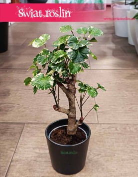 Aralia Scutellaria Balfourii, Polyscias Scutellaria Balfourii