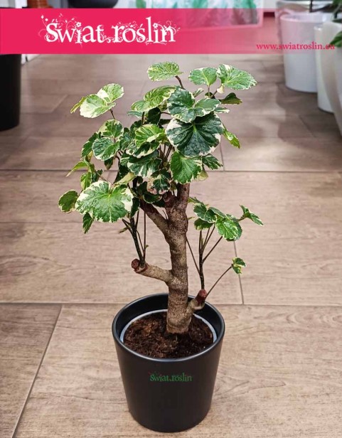 Aralia Scutellaria Balfourii, Polyscias Scutellaria Balfourii