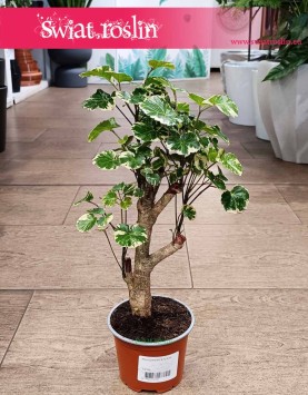 Aralia Scutellaria Balfourii do kupienia w Krakowie lun online z dostawą, Polyscias Scutellaria Balfourii