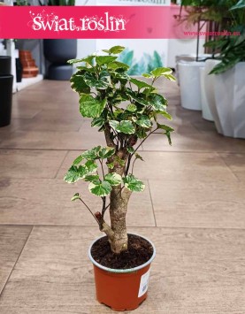 Aralia Scutellaria Balfourii kup w sklepie internetowym online z dostawą pod drzwi, Polyscias Scutellaria Balfourii