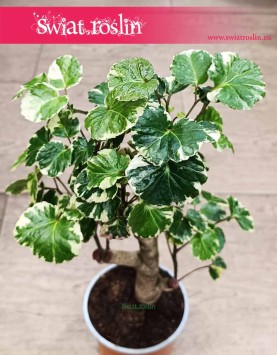 Aralia Scutellaria Balfourii bonzai do biura do domu do mieszkania ze sklepu online z dostawą, Polyscias Scutellaria Balfourii