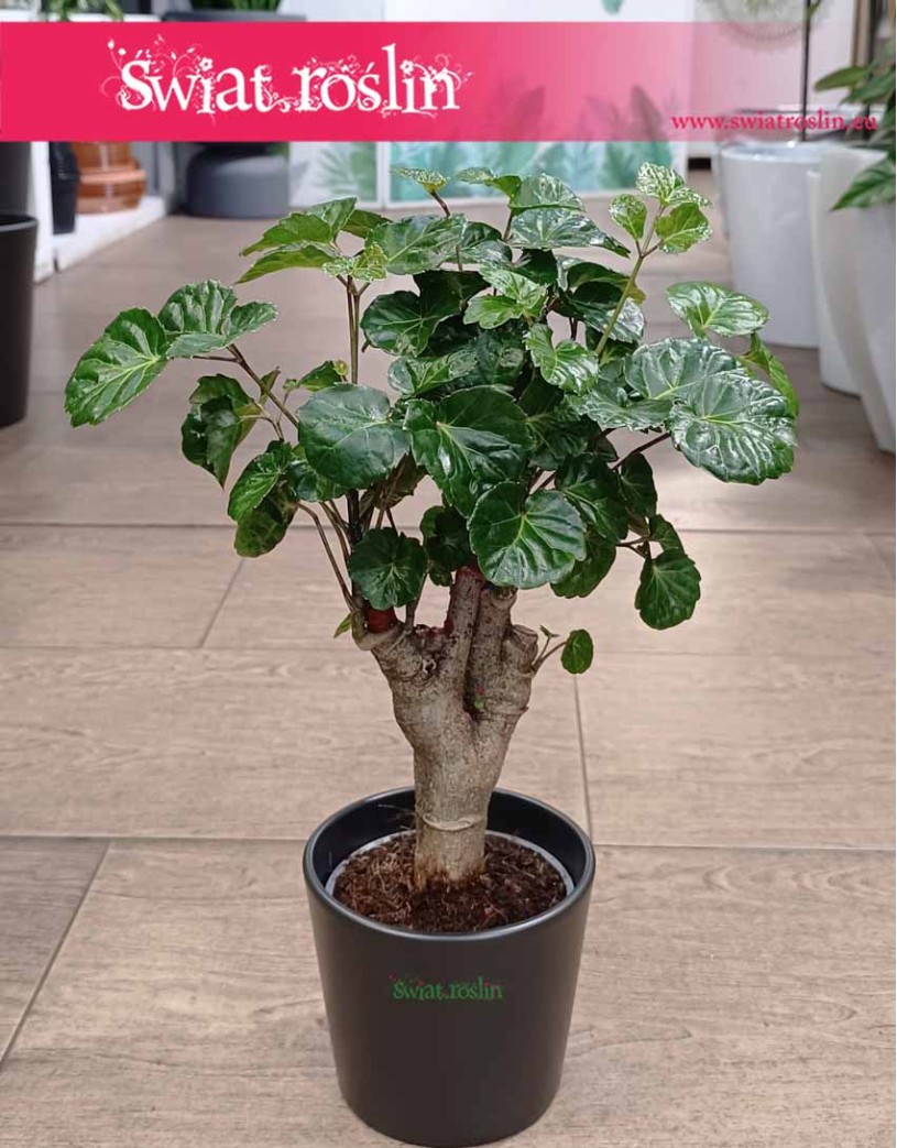 Polyscias Green Lemon, Aralia Green Lemon